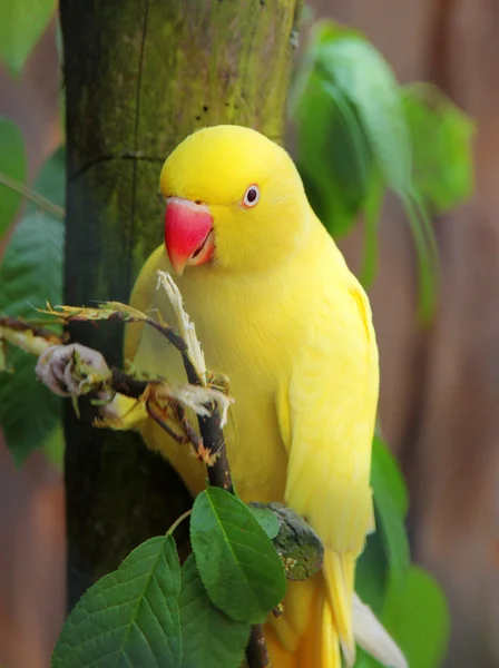 Sarı papağan beslenme — Stok fotoğraf