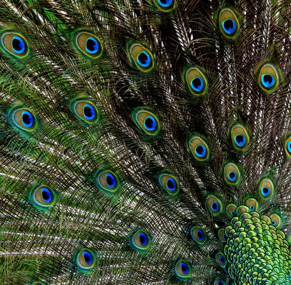 Абстрактные перья павлина — стоковое фото