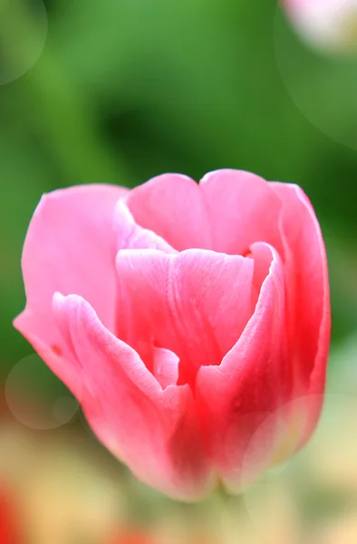 stock image Beautiful tulips close-up