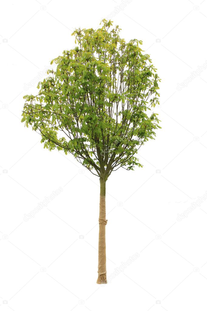 Tree isolated on white