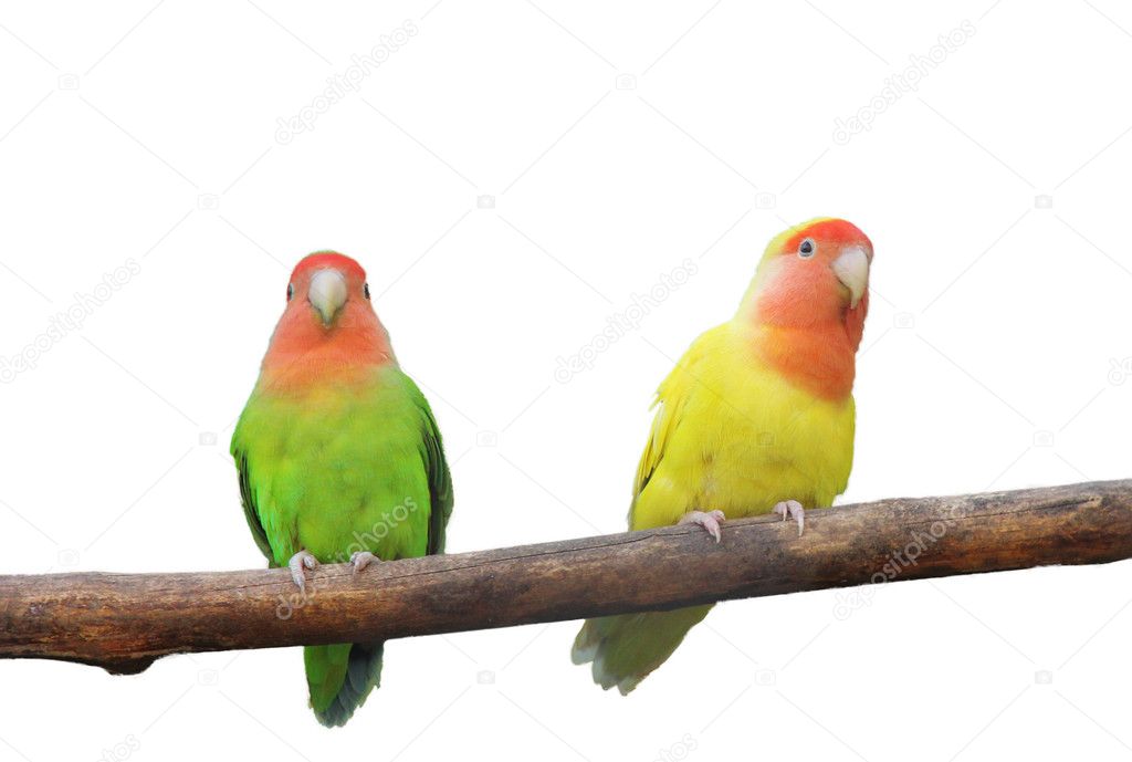 Portrait Of Two colorful Lovebirds Isolated On White