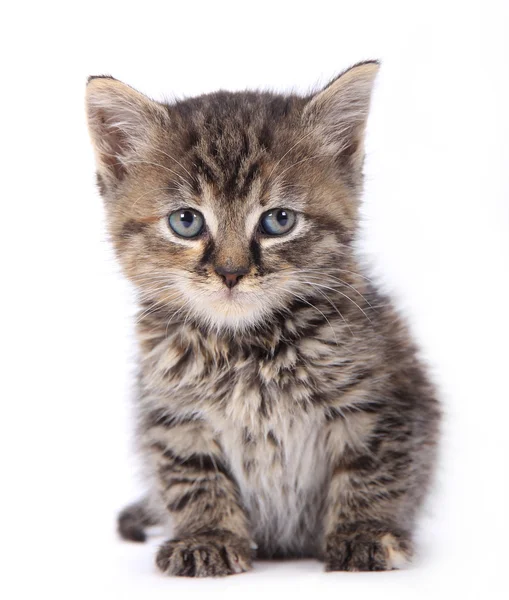Cute kitten — Stock Photo, Image