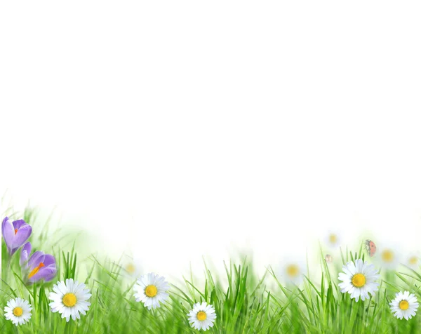 Hintergrund: Frühling — Stockfoto