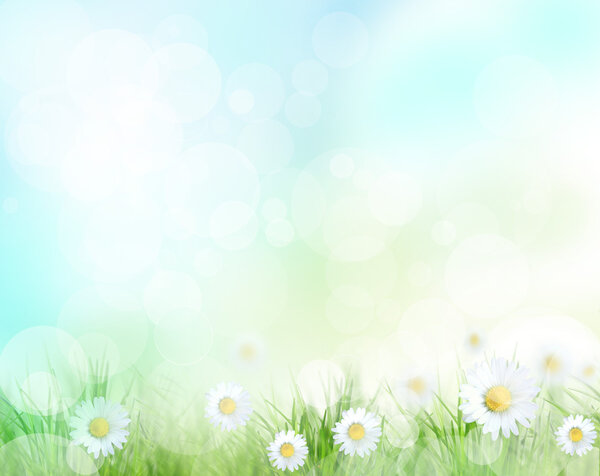 Beautiful spring background with daisy flowers