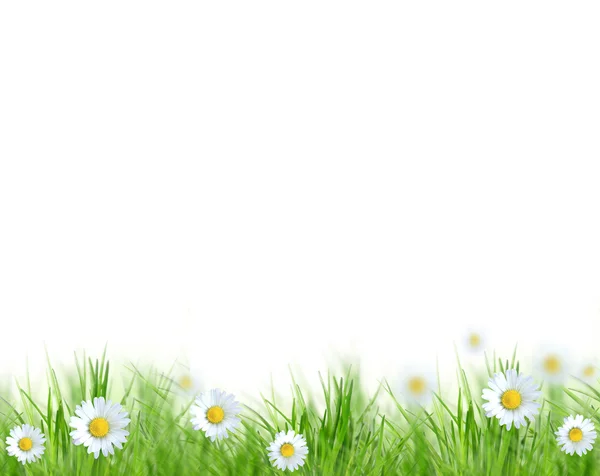 Bellissimo sfondo primavera — Foto Stock