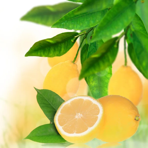 Friss citrom háttér — Stock Fotó