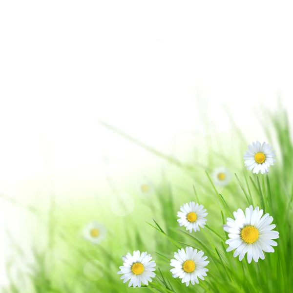 Zelené trávě s květy sedmikrásky — Stock fotografie