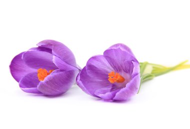 crocus beyaz arkaplanda izole edildi