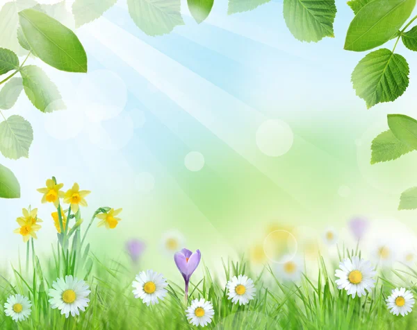 Mooie lente achtergrond — Stockfoto
