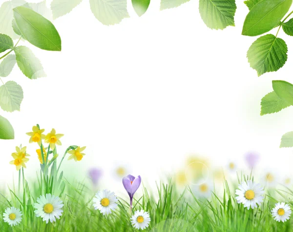 Kaunis kevät tausta — kuvapankkivalokuva