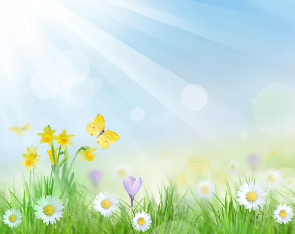 Schöner Frühlingshintergrund — Stockfoto