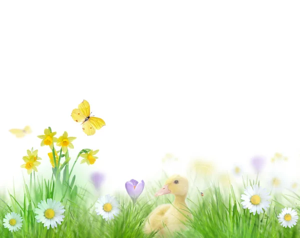 Stock image Beautiful spring background