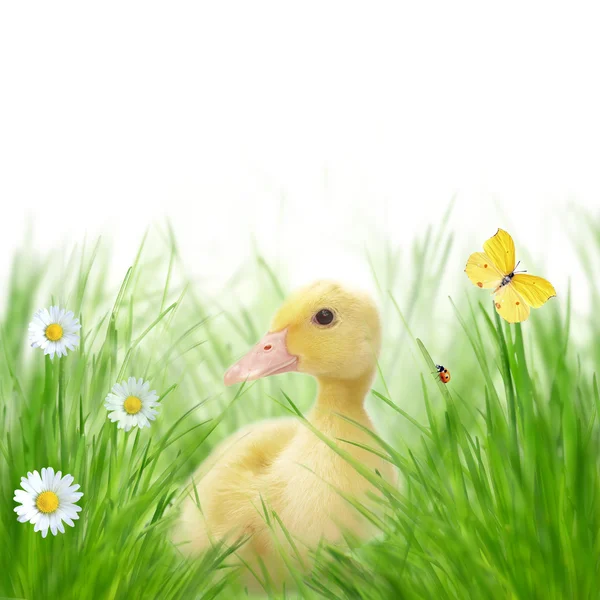 Stock image Beautiful spring background