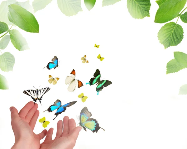 Руки выпускают разноцветных бабочек — стоковое фото