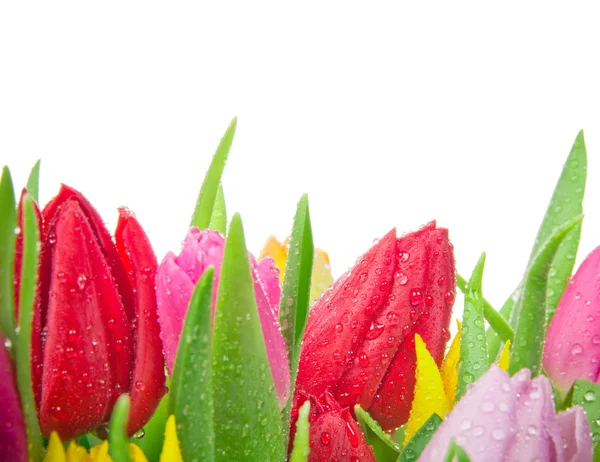 Manojo de tulipanes — Foto de Stock