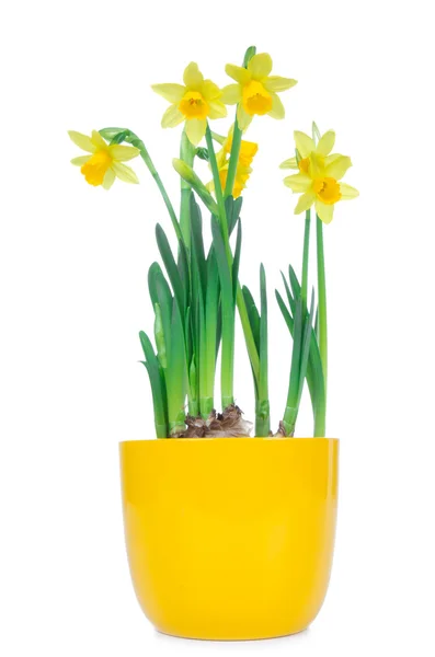 Piękne wiosenne kwiaty narcyzów — Zdjęcie stockowe
