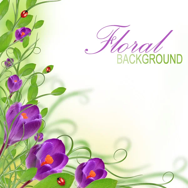 Diseño de flor púrpura — Foto de Stock