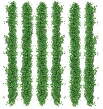Nice green ivy isolated on white background clipart