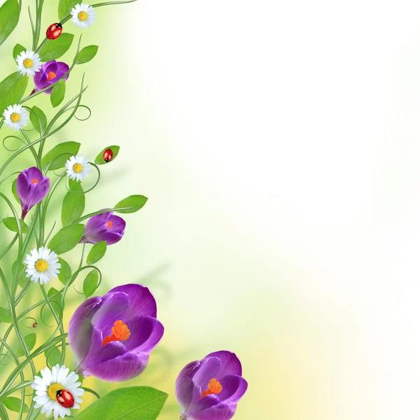 Belo design floral — Fotografia de Stock