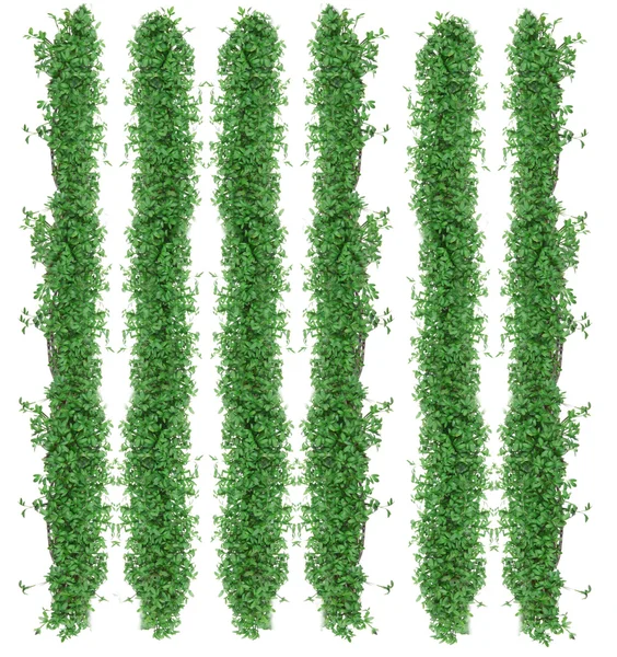 Bonita hiedra verde aislada sobre fondo blanco — Foto de Stock