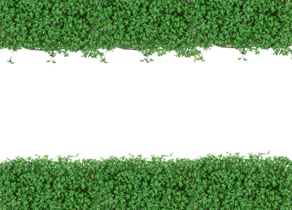 Joli lierre vert isolé sur fond blanc — Photo