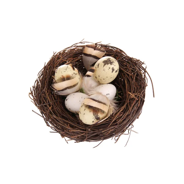 stock image Small nest with eggs