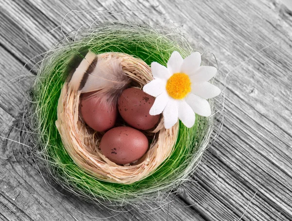 Petit nid avec œufs sur bois — Photo