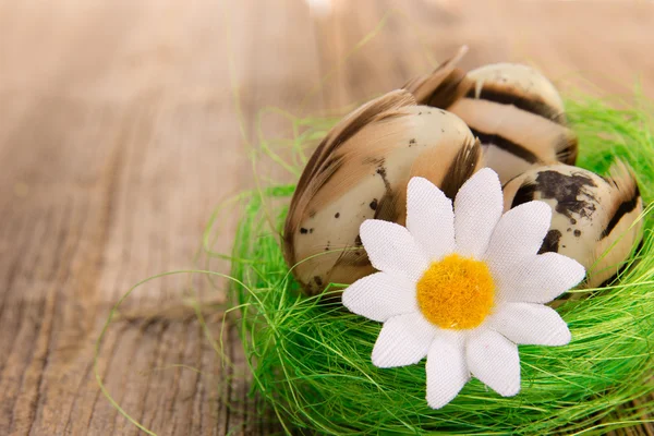 Ahşap üzerine yumurta ile küçük yuva — Stok fotoğraf