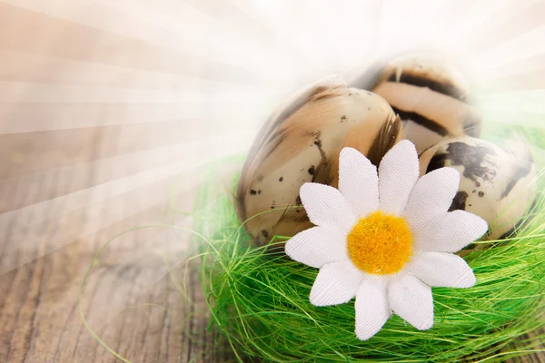Ahşap üzerine yumurta ile küçük yuva — Stok fotoğraf