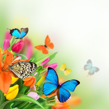 Spring flowers with exotic butterflies clipart