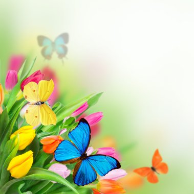 bahar çiçekleri ile egzotik kelebek