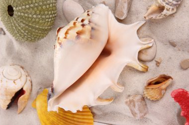 Sea shells clipart