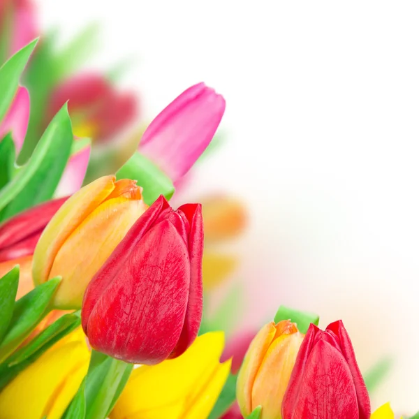 Indah Spring Tulip — Stok Foto