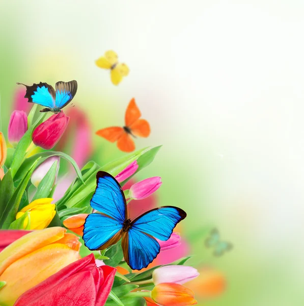 Spring flowers with exotic butterflies — Stock Photo, Image