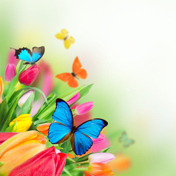 Весенние цветы с экзотическими бабочками
