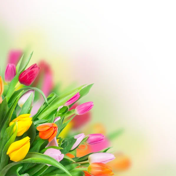 Piękny wiosną tulipany — Zdjęcie stockowe