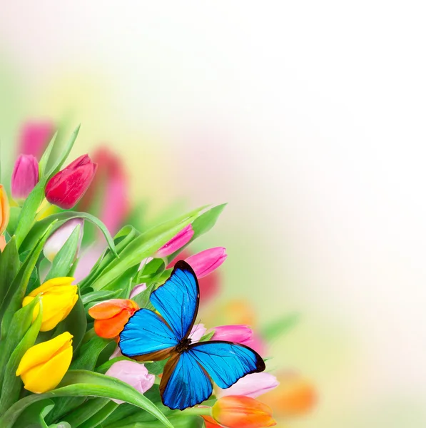 Весенние цветы с экзотическими бабочками — стоковое фото