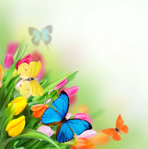 与异国蝴蝶的春天的花朵 — 图库照片