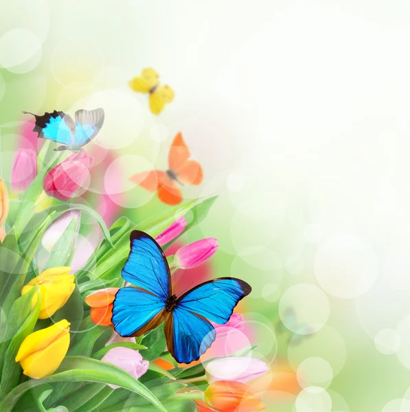 Flores de primavera com borboletas exóticas — Fotografia de Stock