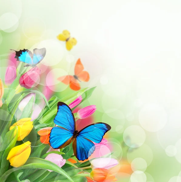 Spring flowers with exotic butterflies — Stock Photo, Image