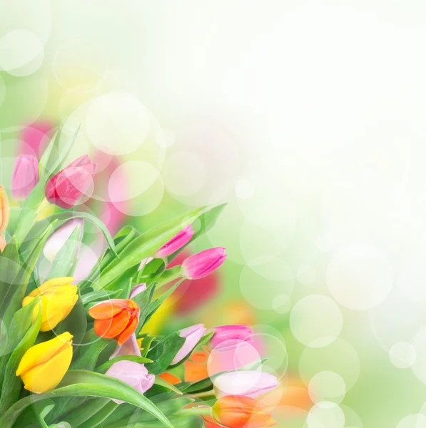 Beautiful spring tulips — Stock Photo, Image