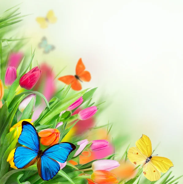 Spring flowers with exotic butterflies — Stock Photo, Image