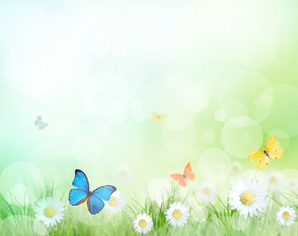 Spring meadow with exotic butterflies — Stock Photo, Image