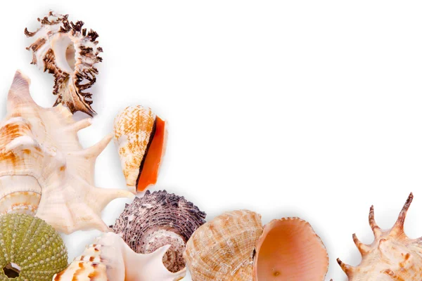 Beyaz arkaplanda deniz kabukları — Stok fotoğraf