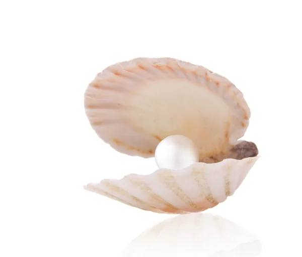 Jedna Biała perła w morze muszla na białym tle — Zdjęcie stockowe
