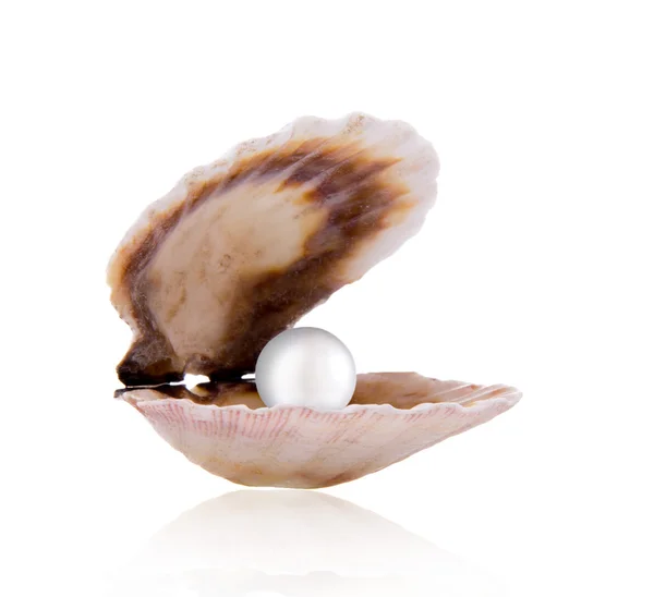Une perle blanche dans une coquille sur fond blanc — Photo