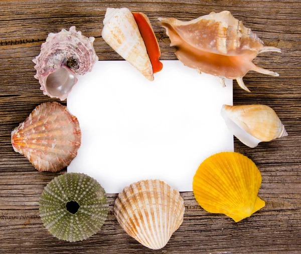 Seashells decomposition on board — Stock Photo, Image