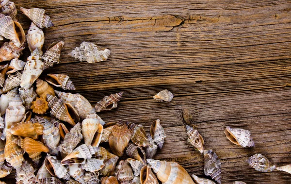 Seashells decomposition on board — Stock Photo, Image