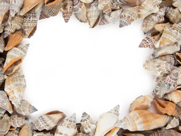 Beyaz arkaplanda deniz kabukları — Stok fotoğraf