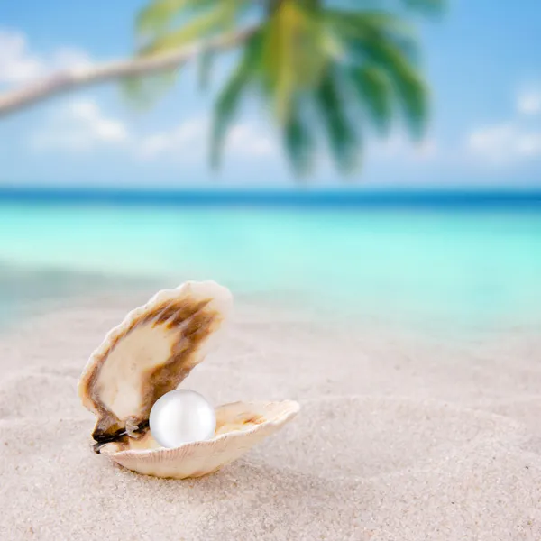 An open shell with a pearl. — Stock Photo, Image